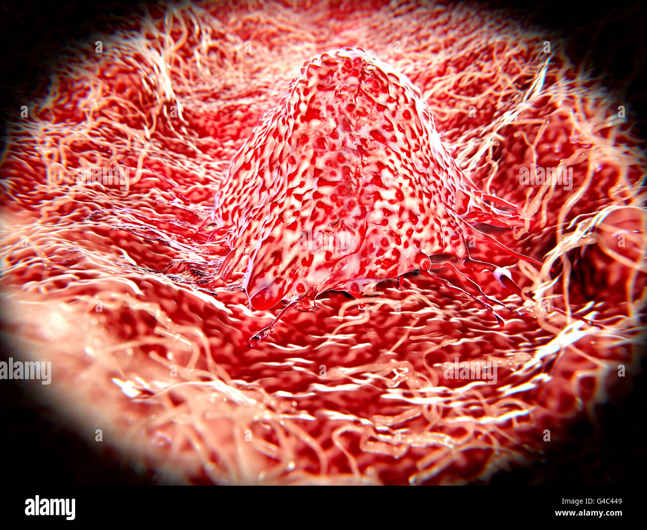 Wandernde Krebszelle. Beispiel für eine Migration oder metastasierende, Krebszelle. Die Bewegung der Krebszellen um den Körper (Metastasierung) ist ein wichtiger Bestandteil des Krebses Mailgnancy. Stockfoto