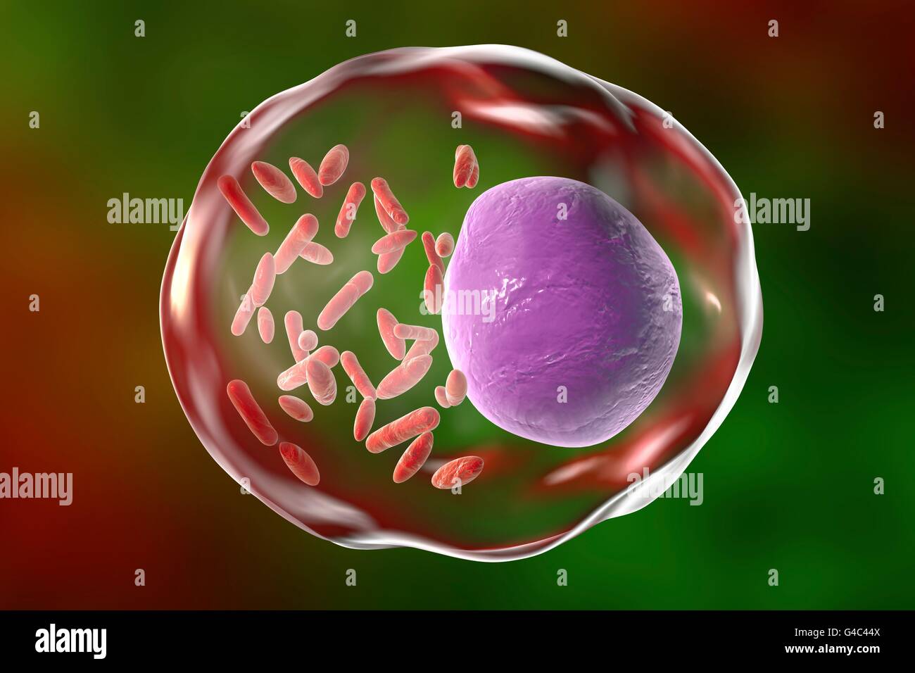 Rickettsien-Bakterien (rote Stangen) innerhalb einer Zelle, Computer Bild. Die häufigste Art ist R. Prowazekii. Diese Bakterien sind nicht bewegliche, stabförmige und Gram-negativen. Sie verursachen Fleckfieber, eine menschliche Krankheit, die durch den menschlichen Körper Laus übertragen. R. Prowazekii innerhalb der Laus multiplizieren und Laus Kot verlassen. Aufgrund der Laus beißt, oder kratzen des menschlichen Opfers Blutbahn diese Bakterien die menschliche. Fieber, Hautausschlag und Delirium führen können, und Tod kann auftreten, wenn unbehandelt. Behandlung erfolgt mit Antibiotika und Beseitigung der Läuse. Dies war eine klassische europäische Krankheit. Stockfoto