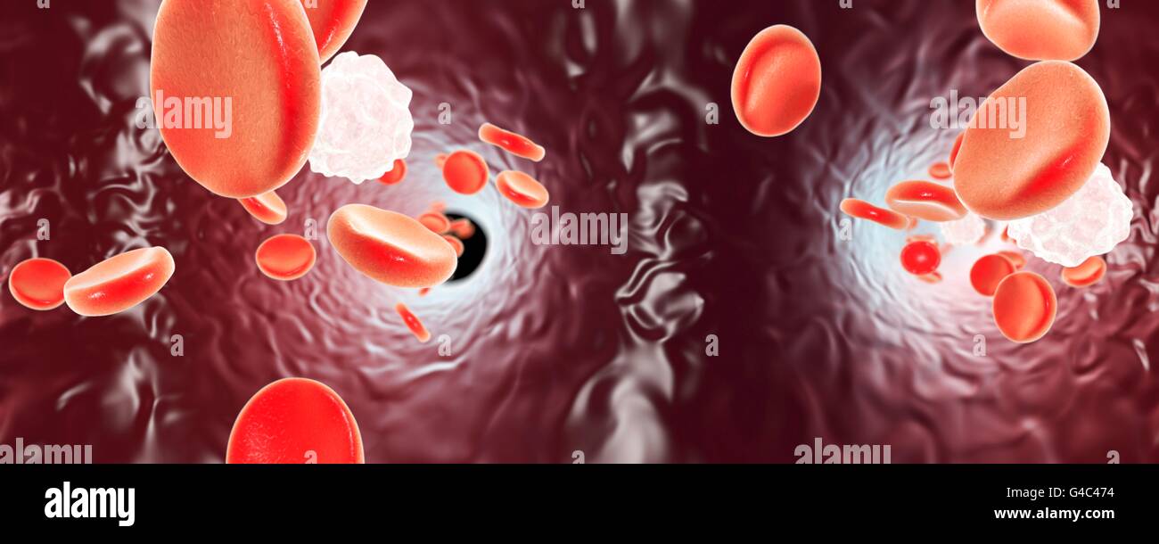 Erythrozyten und Leukozyten, Computer Bild. 360-Grad Panoramablick im Blutgefäß. Stockfoto
