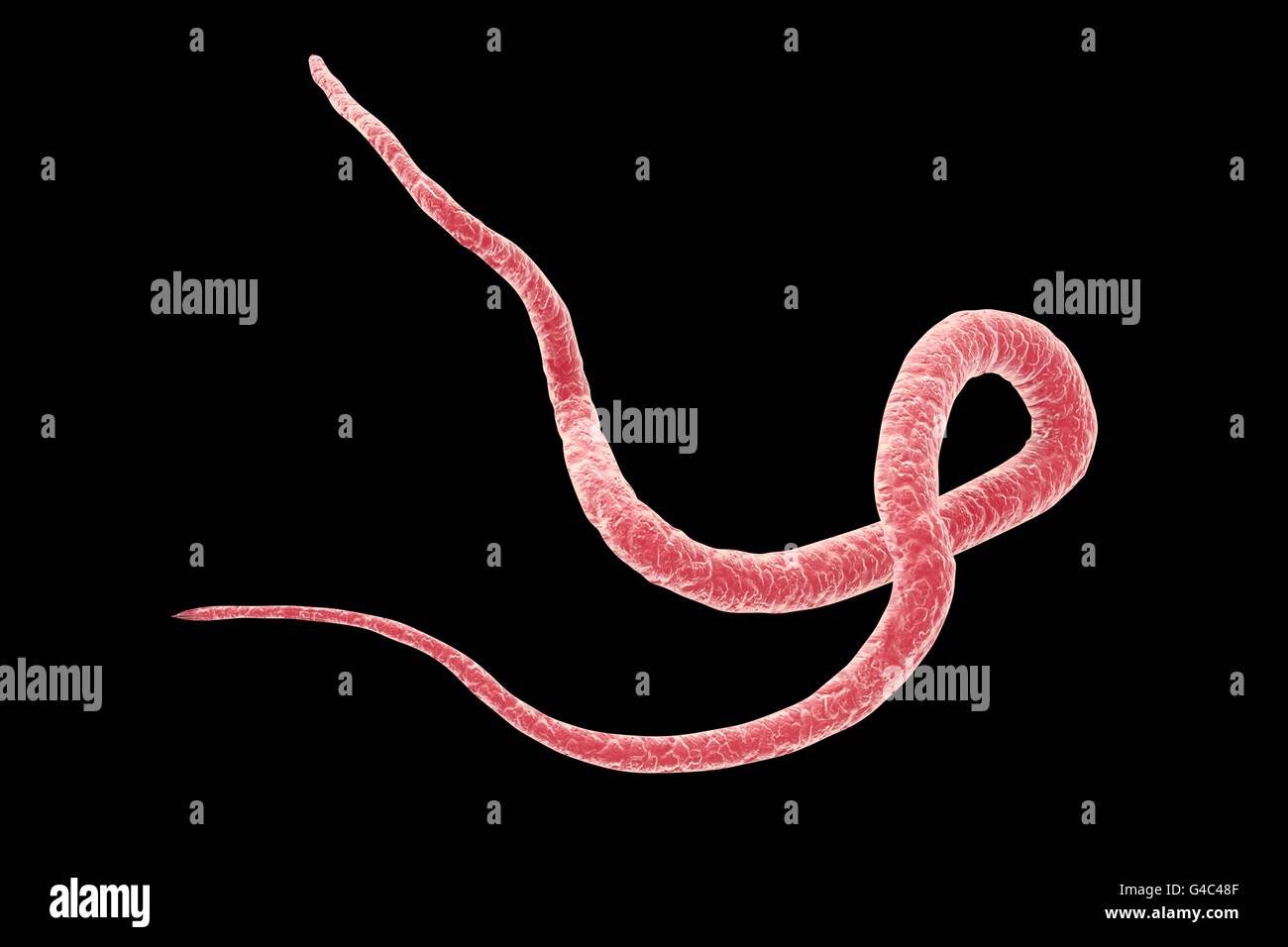 Parasitare Nematoden Wurm Ascaris Lumbricoides Computer Illustration A Lumbricoides Ist Ein Parasit Des Menschlichen Darms Weiblichen Spulwurmer Konnen Legen Bis Zu 200 000 Eiern Pro Tag Die Im Kot Ausgeschieden Und Durch Einen Neuen