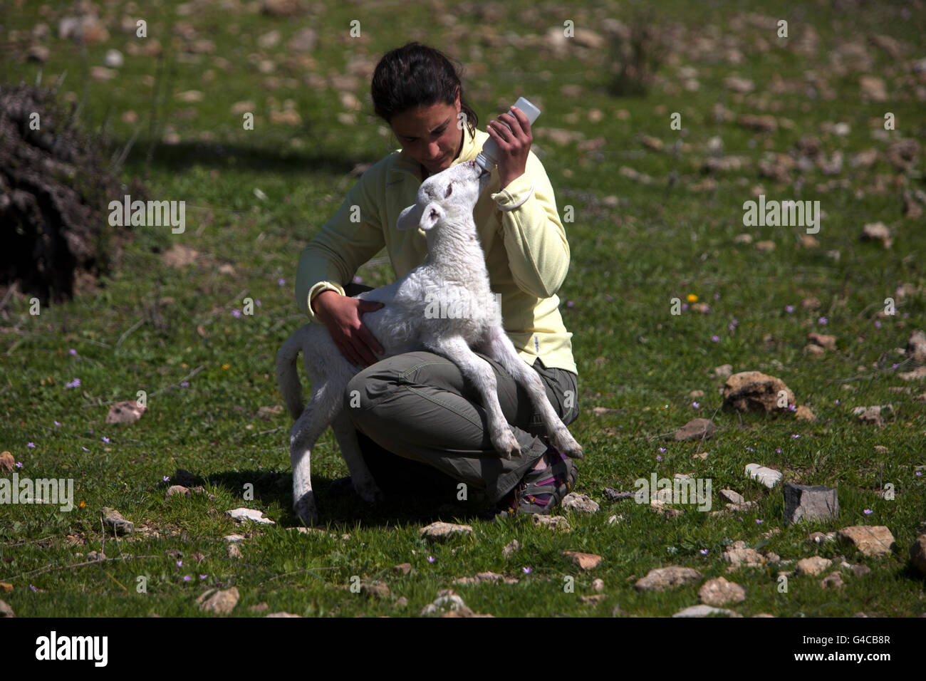 Ein weißes Lamm trinkt Milch aus einer Flasche in O-Live Deponiestandort Bauernhof in Prado del Rey, Sierra de Cadiz, Andalusien, Spanien Stockfoto