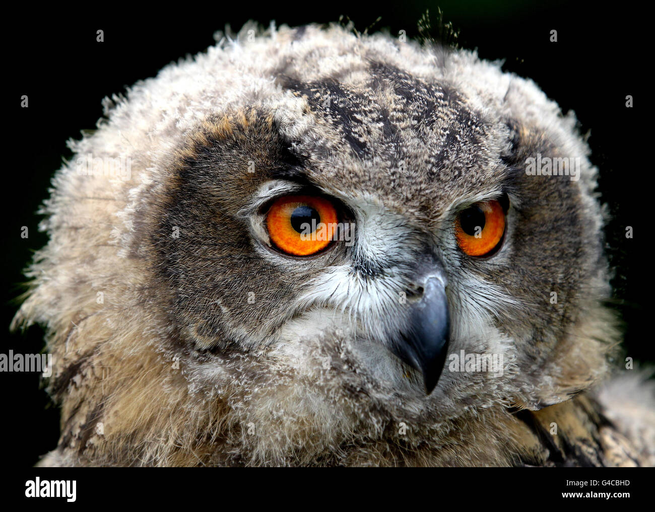 Blair Drummond Eagle Eule Küken. Gloria, ein 11 Wochen altes Eulenkauzenküken, im Blair Drummond Safari Park in der Nähe von Stirling. Stockfoto