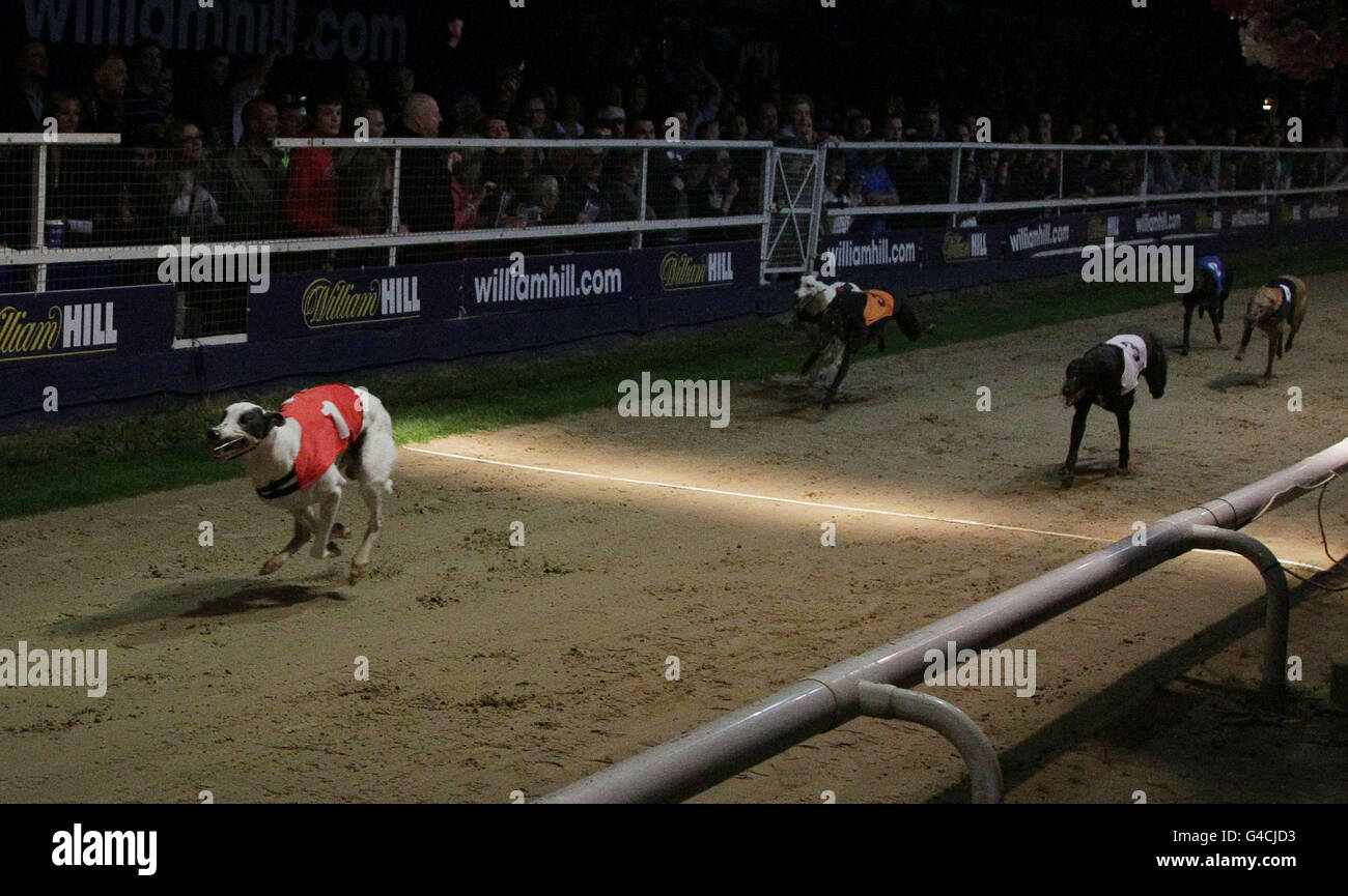 Windhunde - Williamhill.com Greyhound Derby Finale - Wimbledon Greyhound Stadium. Taylors Sky (No 1) gewinnt das Greyhound-Derby-Finale Williamhill.com im Wimbledon Stadium im Süden Londons. Stockfoto