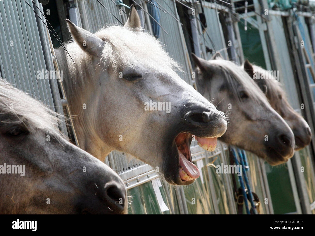 Pferde in ihren Ställen, bevor sie zum Showring bei der Royal Highland Show in Edinburgh gebracht werden. Stockfoto