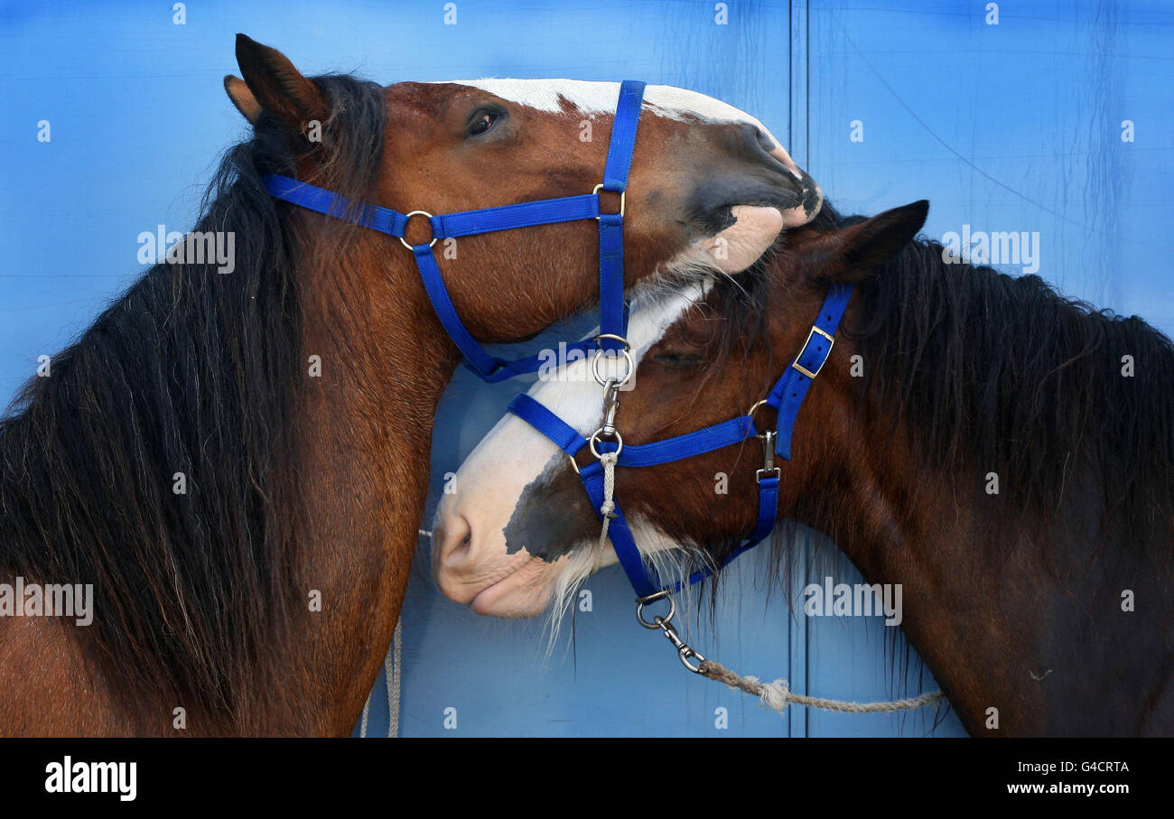 Zwei Heavy Horses im Rastplatz, bevor es zum Showring bei der Royal Highland Show in Edinburgh geht. Stockfoto