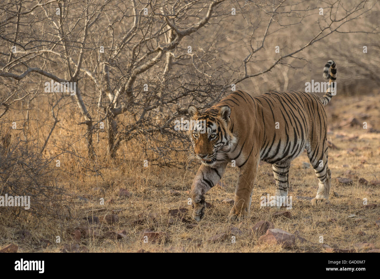 Bengal-Tiger (Panthera Tigris Tigris), Ranthambore Nationalpark, Indien, Asien Stockfoto