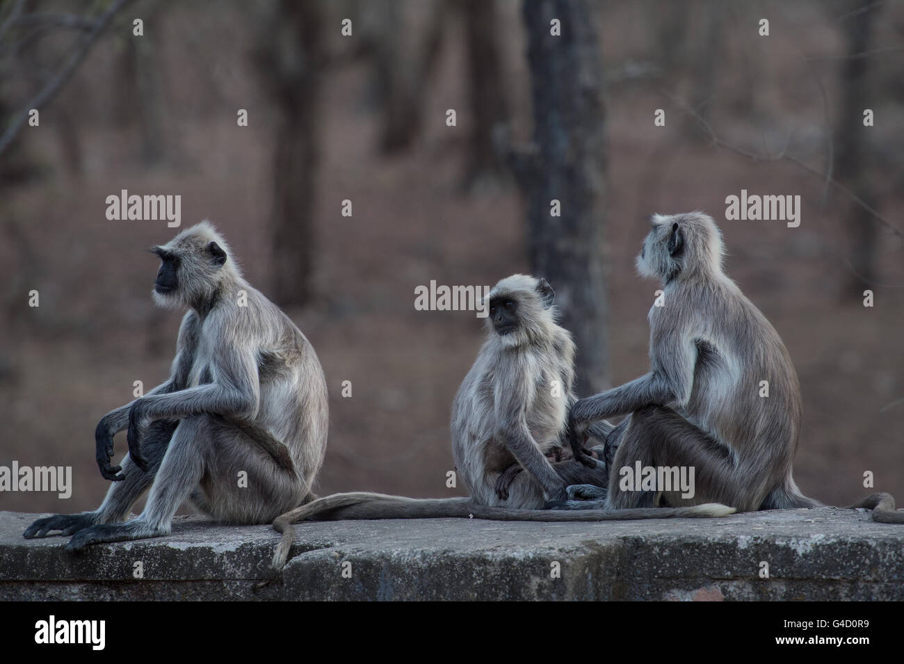 Hanuman-Languren (Semnopithecus Entellus), Cercopithecidae, Ranthambore Nationalpark, Indien, Asien Stockfoto