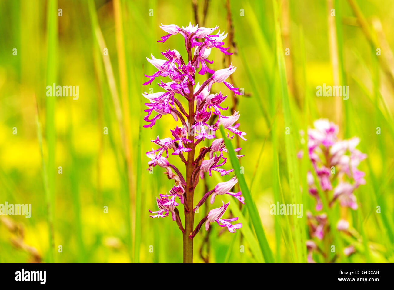 militärische Orchidee, Wildblumen in Deutschland Stockfoto