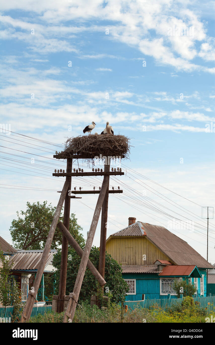 Junge baby Vögel von Weißstörchen in einem Nest gegen den blauen Himmel Stockfoto