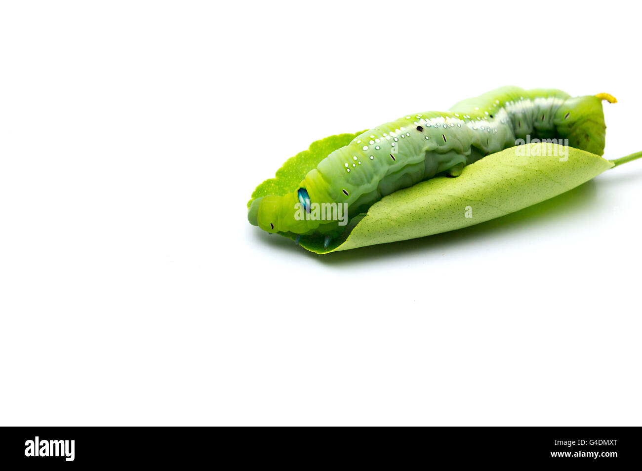 Grüne Raupen oder grünen Wurm isoliert auf weißem Hintergrund Stockfoto