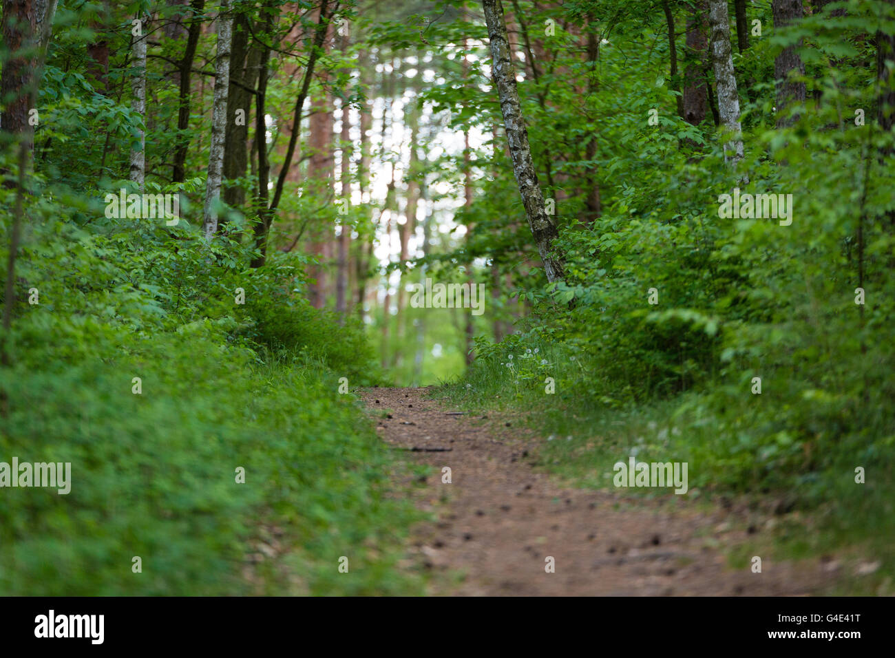 Pfad im Waldbäume Stockfoto