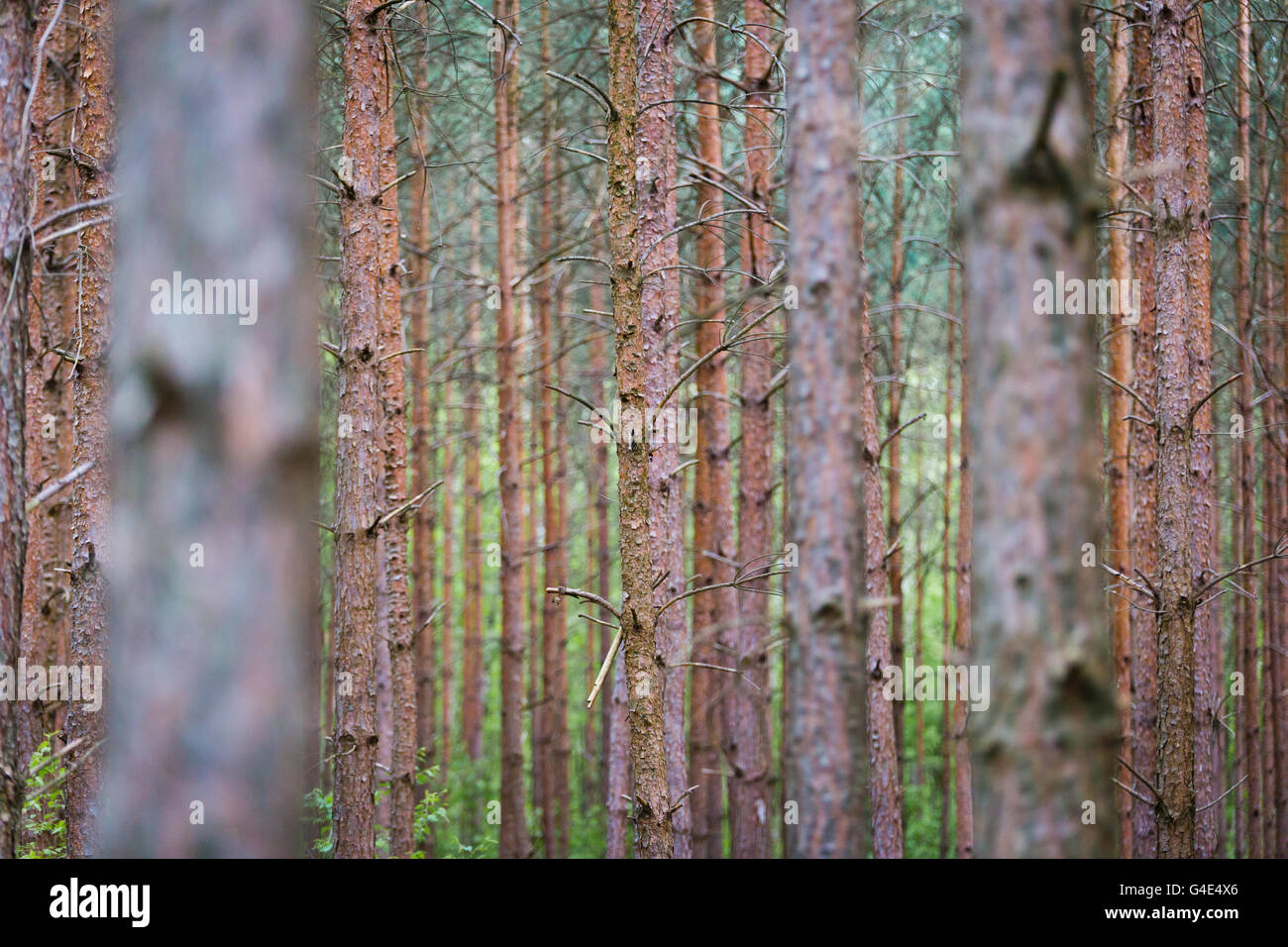 Baumstämme im Wald Stockfoto