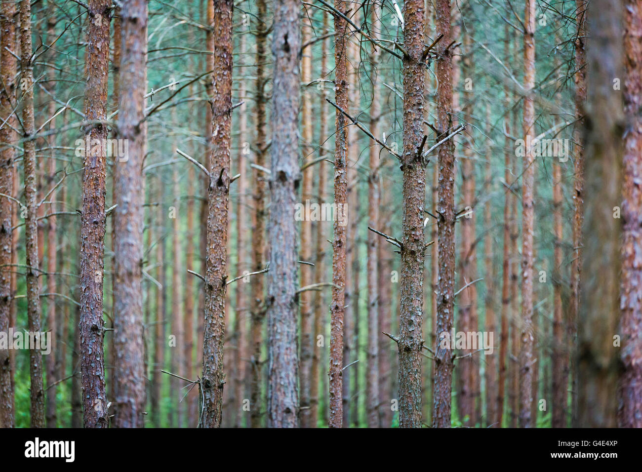 Baumstämme im Wald Stockfoto