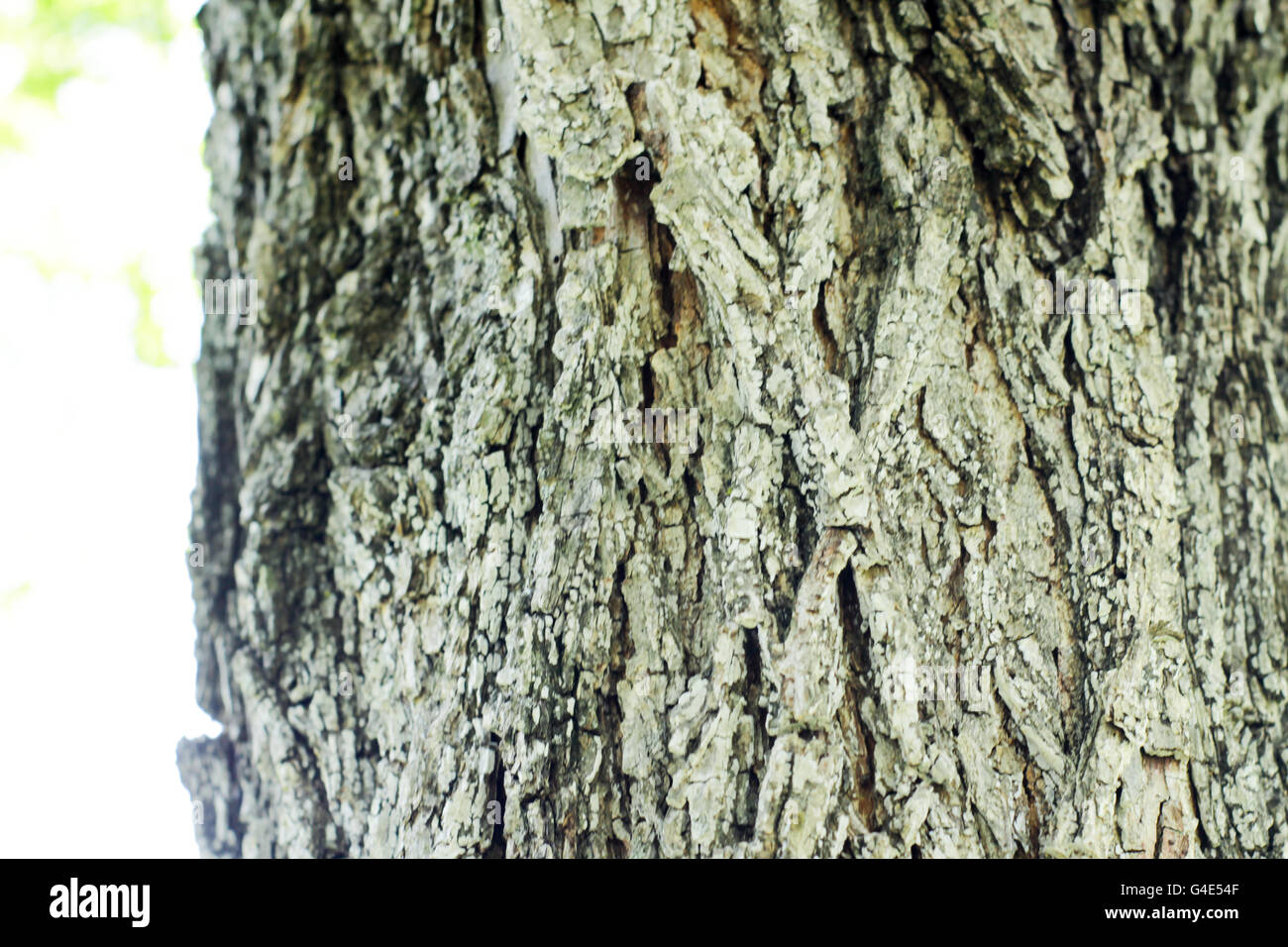Hintergrund hintergrund rinde -Fotos und -Bildmaterial in hoher ...