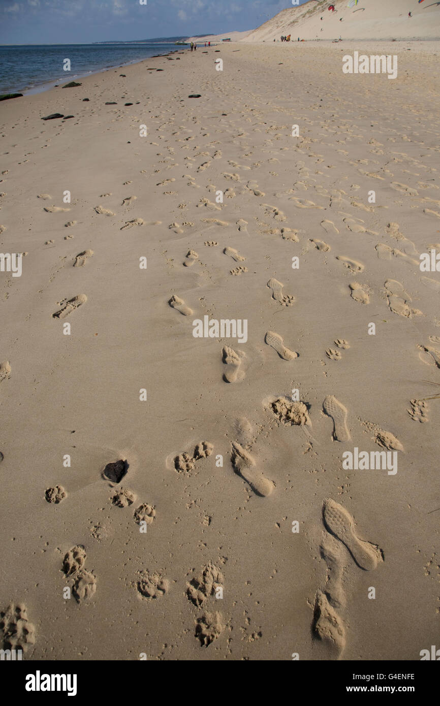 Frische Spuren von Menschen und Hunden auf sandigen Strand Düne von Pyla Südfrankreich Stockfoto