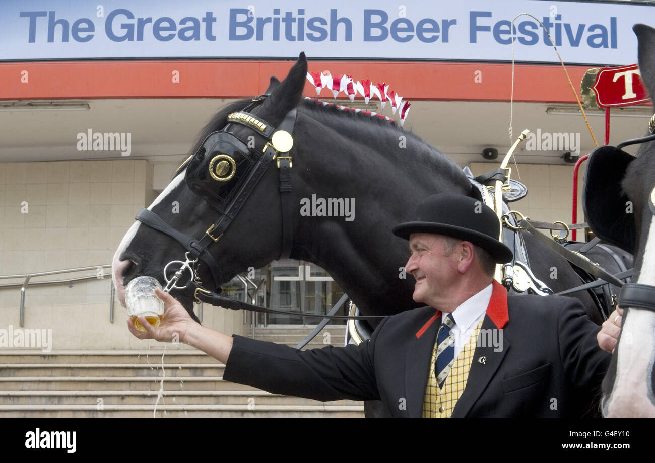 Ein Shire-Pferd aus der Brauerei Thwaites trinkt am ersten Tag des Campaign for Real Ale (CAMRA) Great British Beer Festival im Earl's Court, London, ein Pint Bitter. Stockfoto