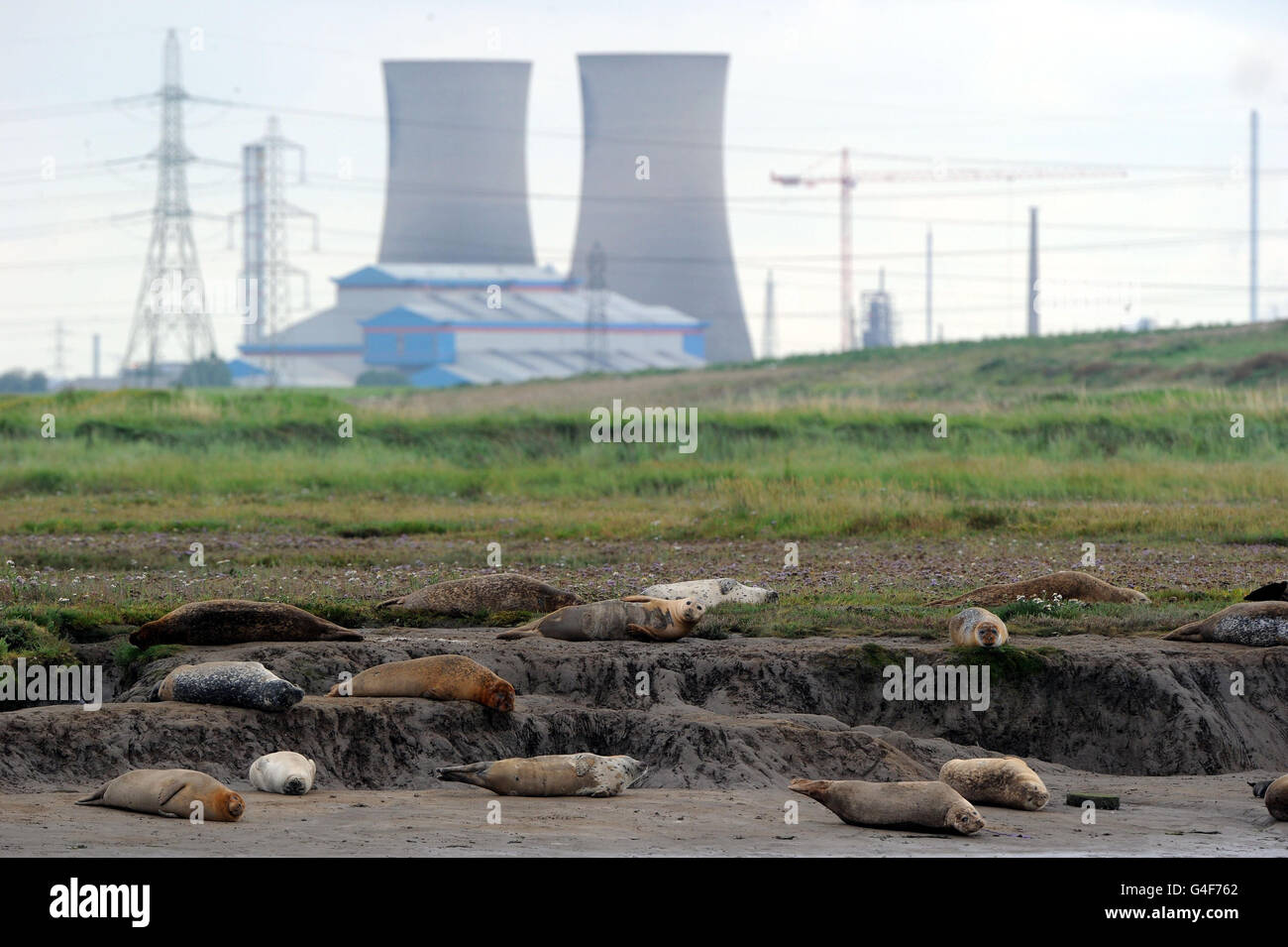 Robben sonnen sich am Ufer des River Tees, in einem Gebiet namens Seal Sands, das jetzt als Teesmouth National Nature Reserve bezeichnet wird. Stockfoto