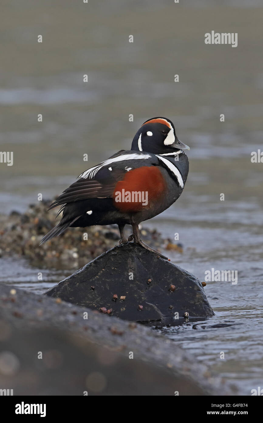 Harlequin Duck (Histrionicus histrionicus) Stockfoto