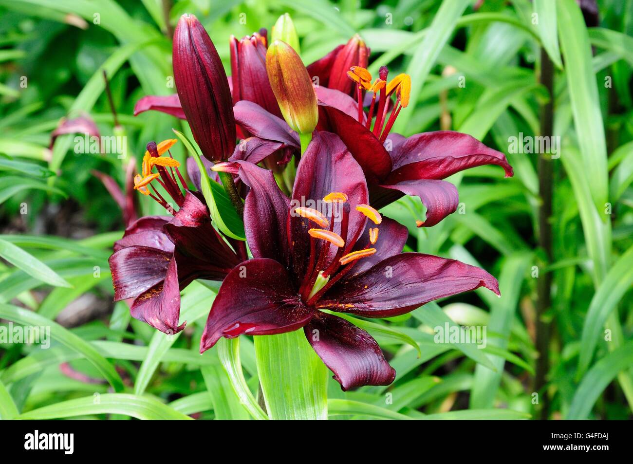 Asiatische Lilie Lilium Mapia Blumen Stockfoto