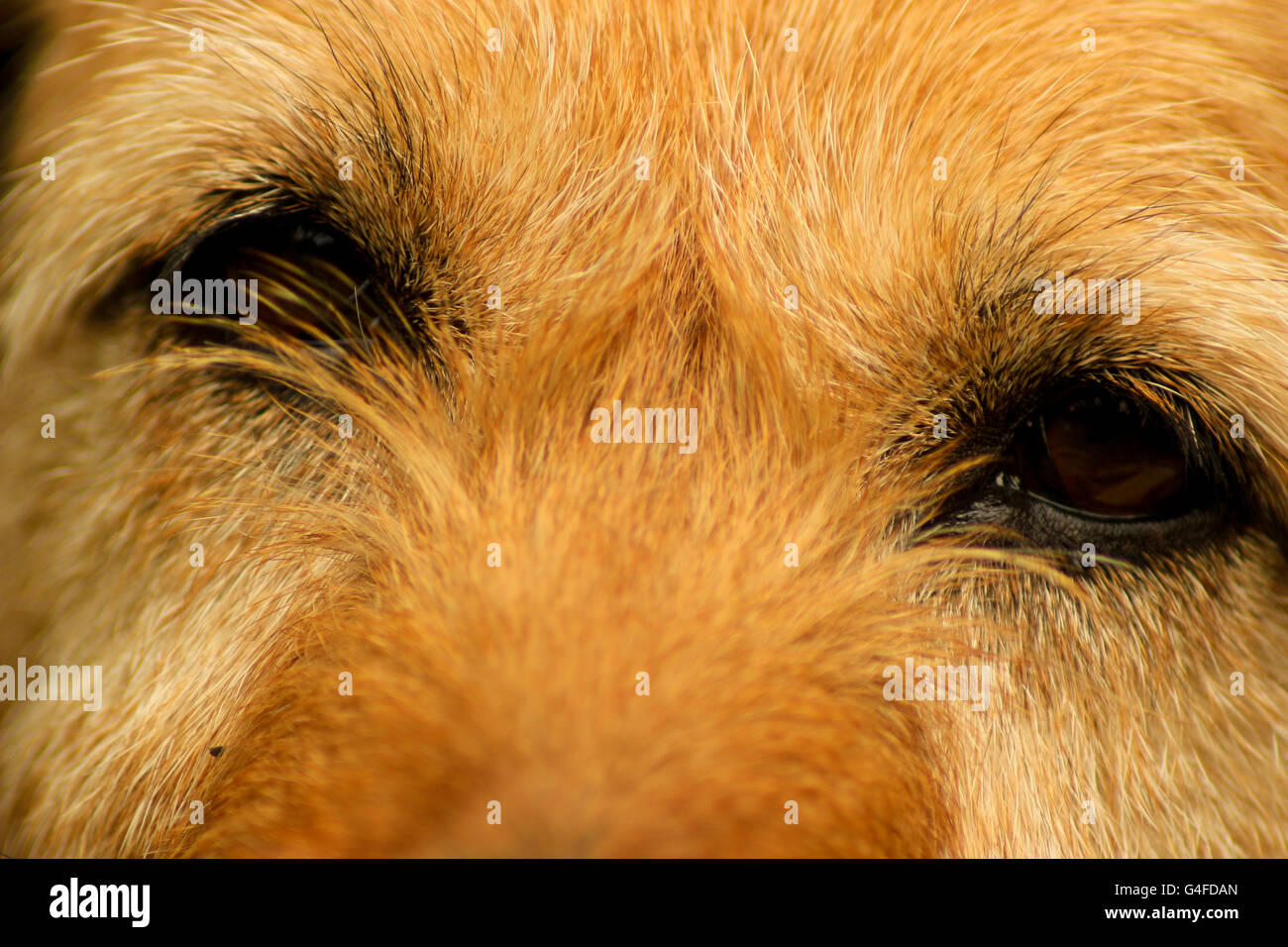 Close-up für einen niedlichen Hund Augen Stockfoto