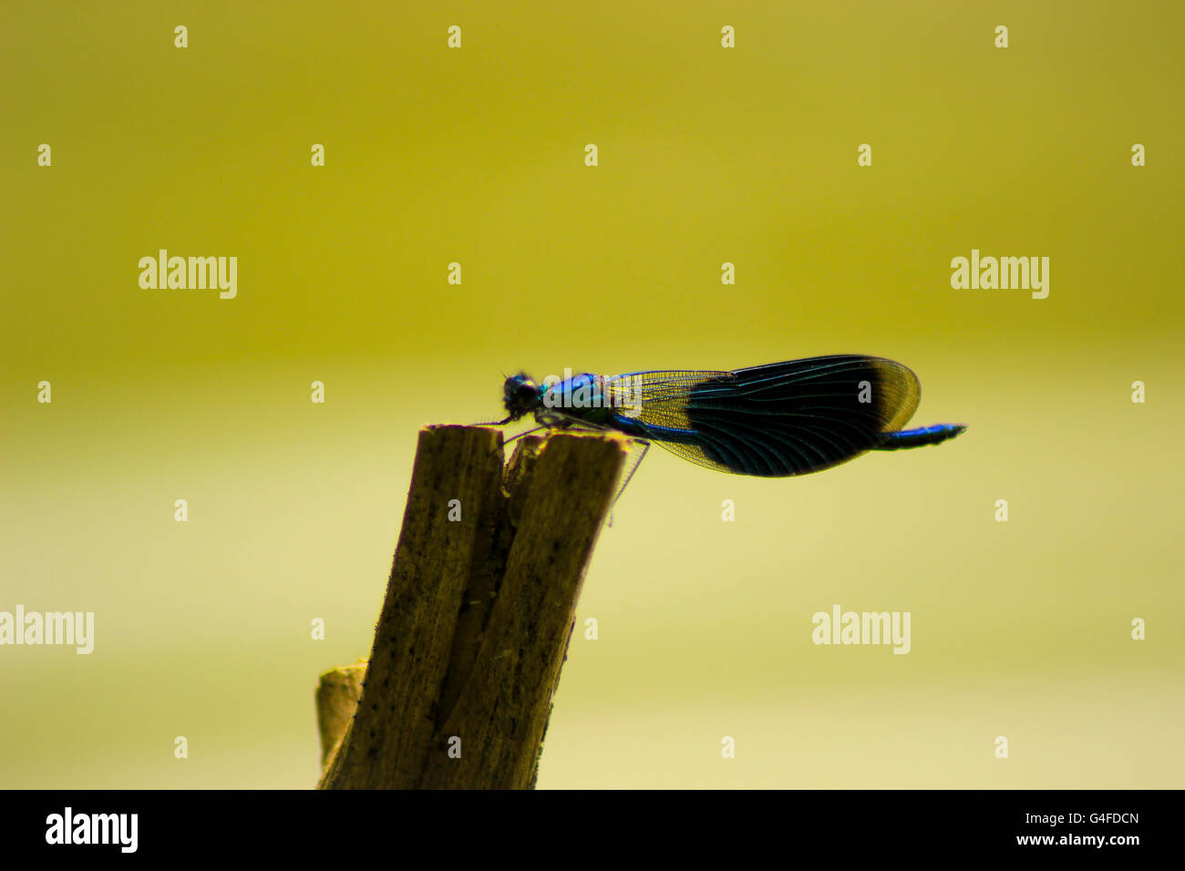 Nahaufnahme der Libelle sitzt auf einem Stock in der Natur Stockfoto