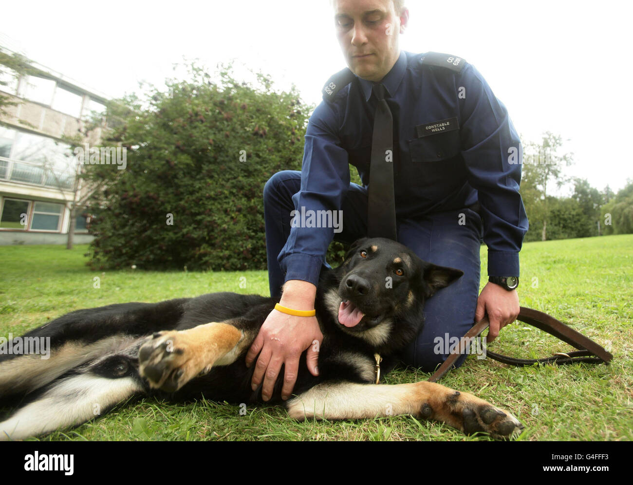 Constable Phil Wells von der Metropolitan Police Dog Support Unit mit dem Polizeihund Obi, einem dreijährigen Schäferhund, der während der Unruhen in Tottenham am Samstag, 6. August, auf der West Drayton Police Station im Westen Londons einen Schädelbruch erlitten hat, als er von einem Ziegelstein getroffen wurde. Stockfoto