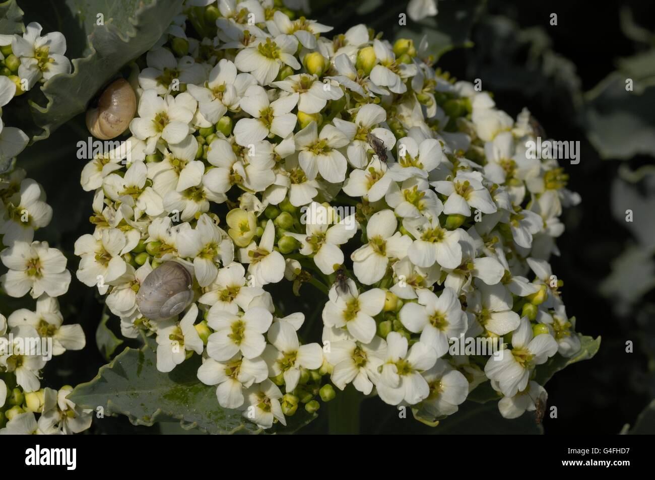 Meerkohl (Crambe Maritima) am Strand in der Nähe von Dünen De La Slack PNR des Caps et Marais Opale - Frankreich Stockfoto