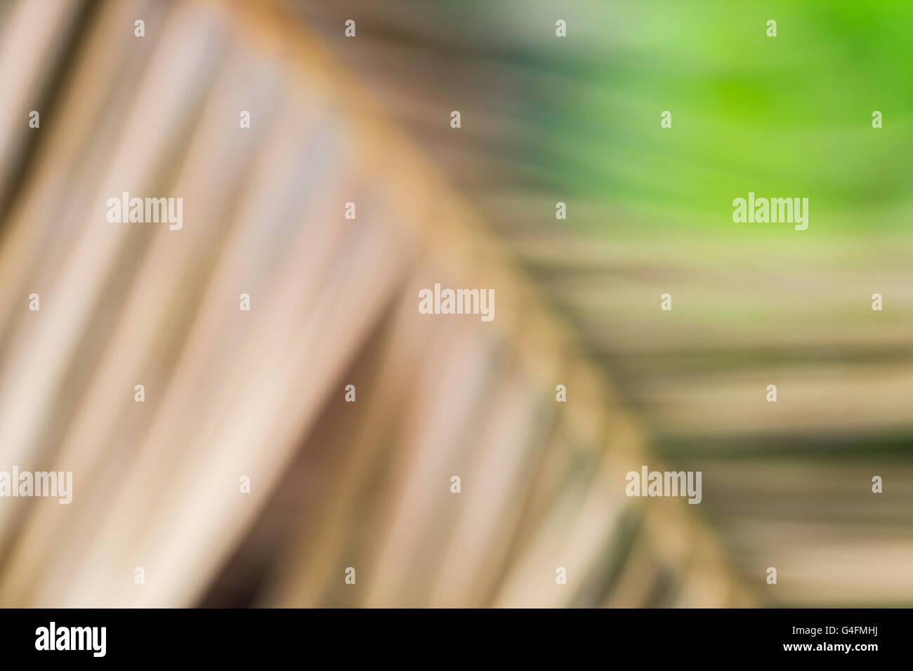 Verschwommene Natur Palmblätter, abstrakten Hintergrund Stockfoto