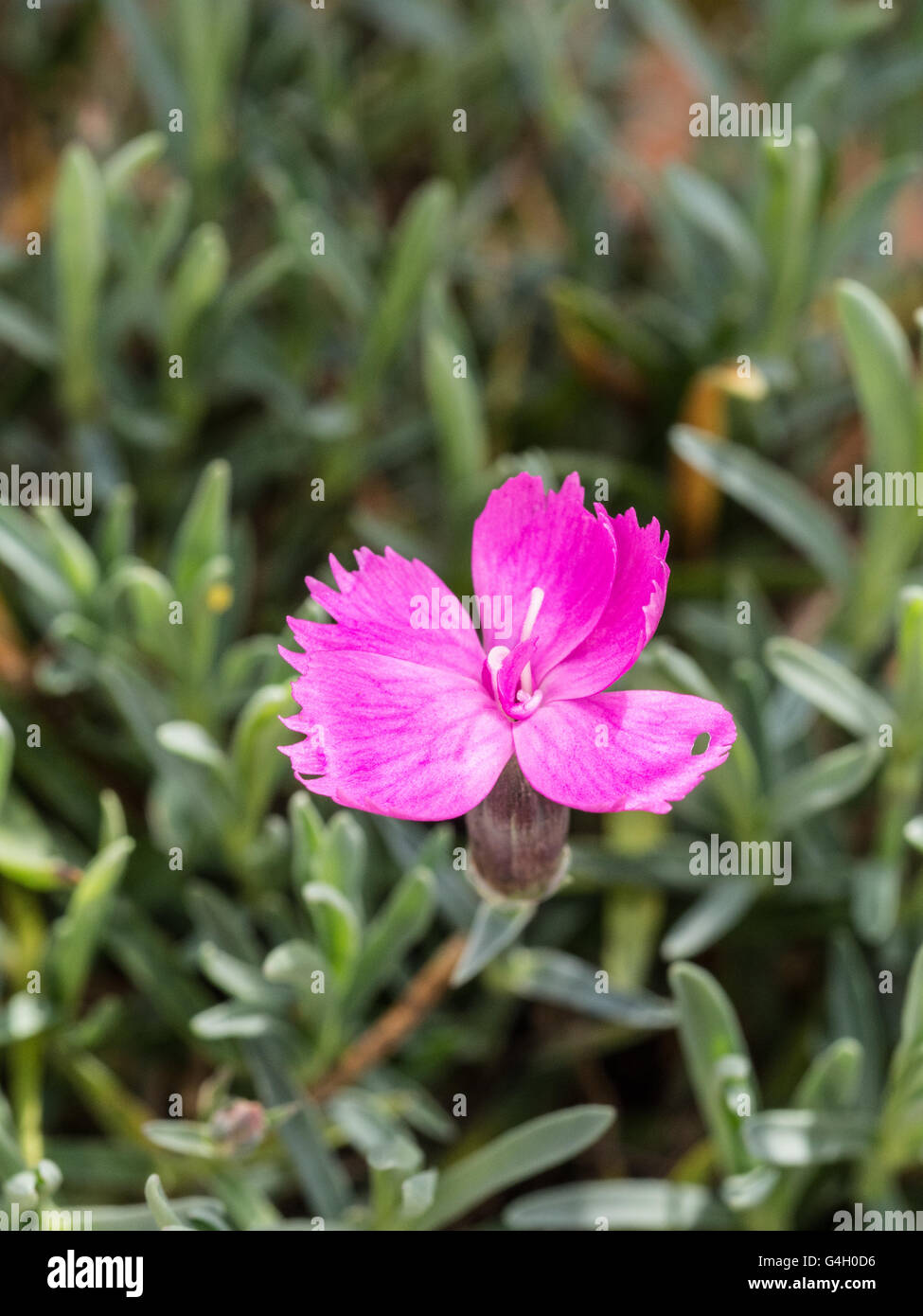 Dianthus 'Dinetta' Blume Stockfoto