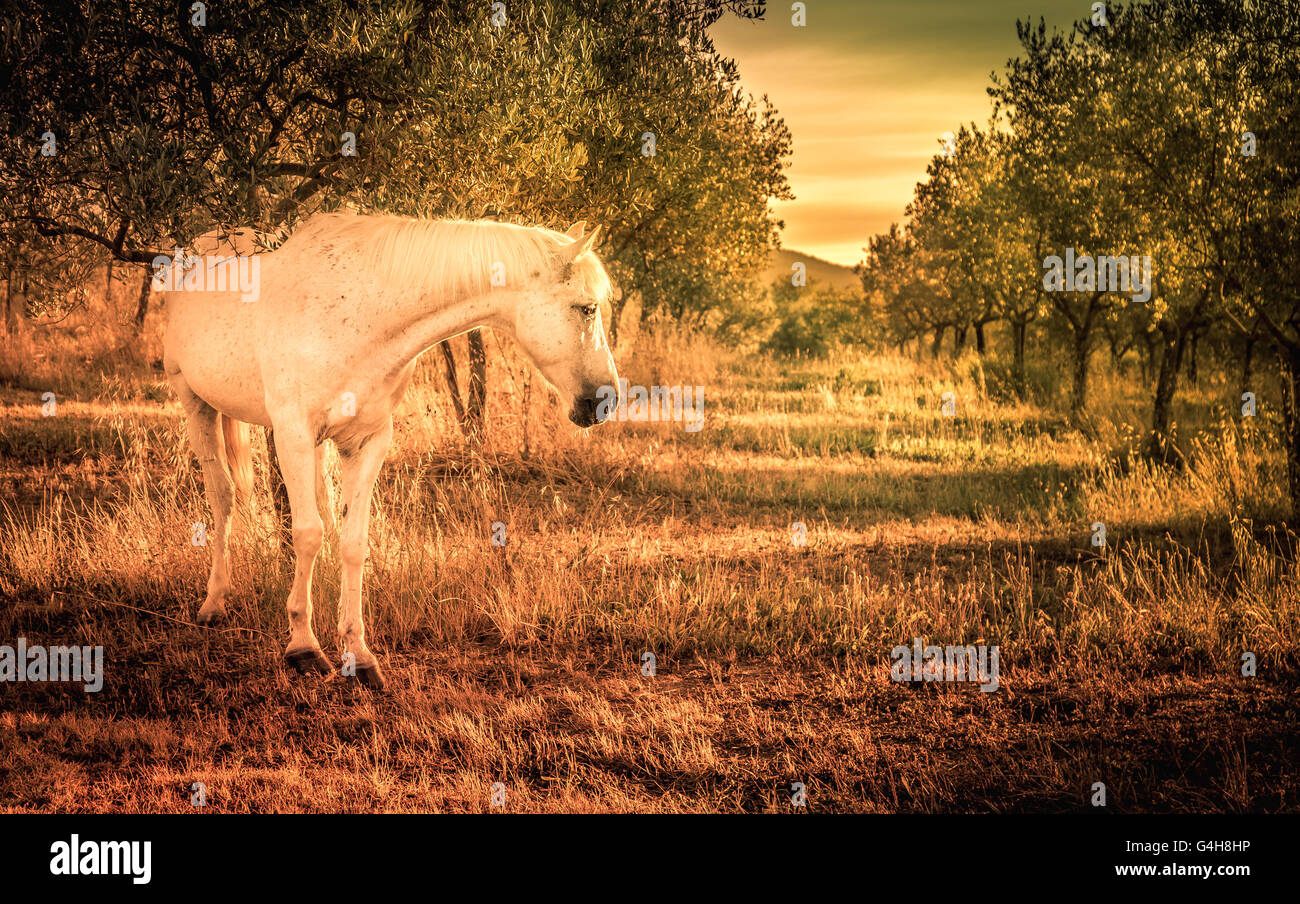 Weiße Wildpferd in toskanischen Olivenhain Stockfoto