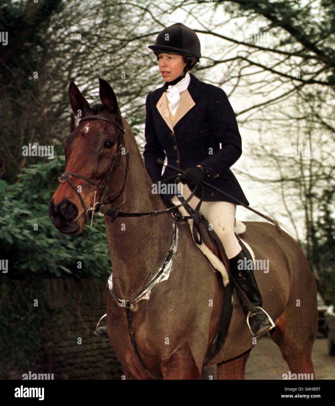 Prinzessin Royal jagt mit den Jagdhunden des Duke of Beaufort in der Nähe von Tetbury, Gloucestershire. Stockfoto