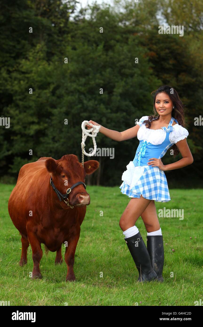 Royal County of Berkshire Show. Erster nationaler Dexter-Wettbewerb auf der Royal County of Berkshire Show, die vom 17. Bis 18. September im Newbury Showground, Berkshire, stattfindet. Stockfoto