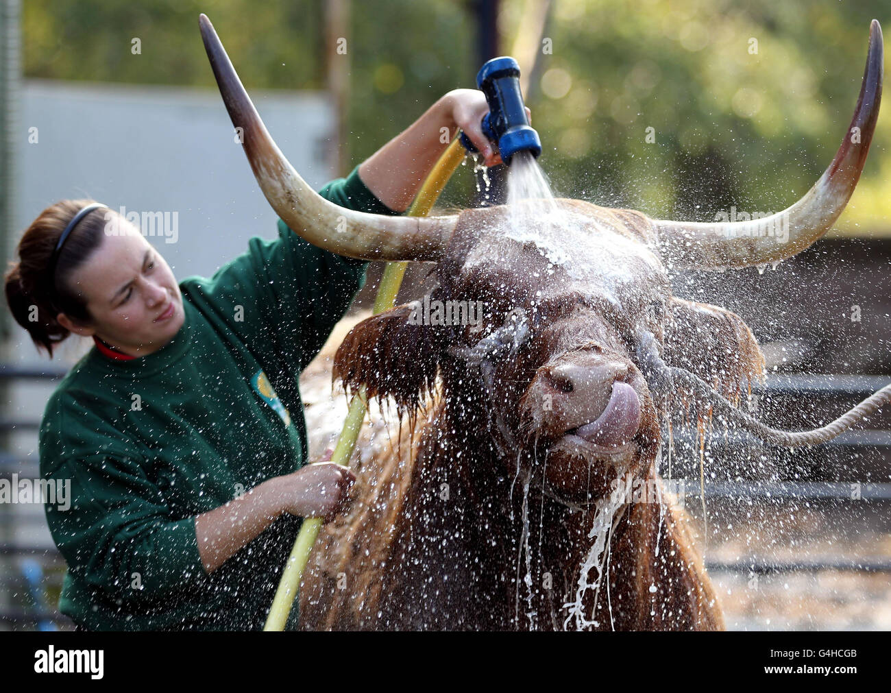 Maisie, eine siebenjährige Highland Cow, wird vor der International