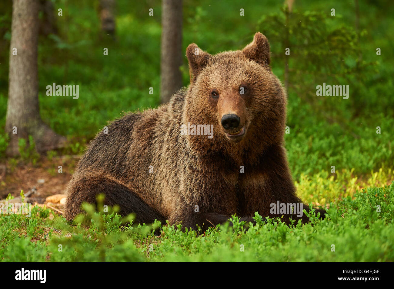 Wilde Braunbären liegen in der finnischen taiga Stockfoto