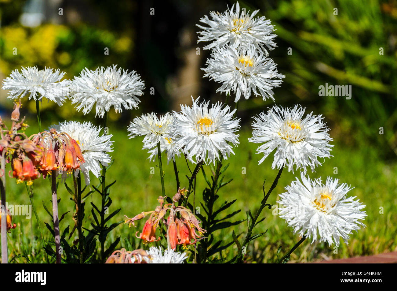 Doppelte Shasta Daisy namens Crazy Daisy (Leucanthemum x Superbum) in einem Garten an der Marina Stockfoto