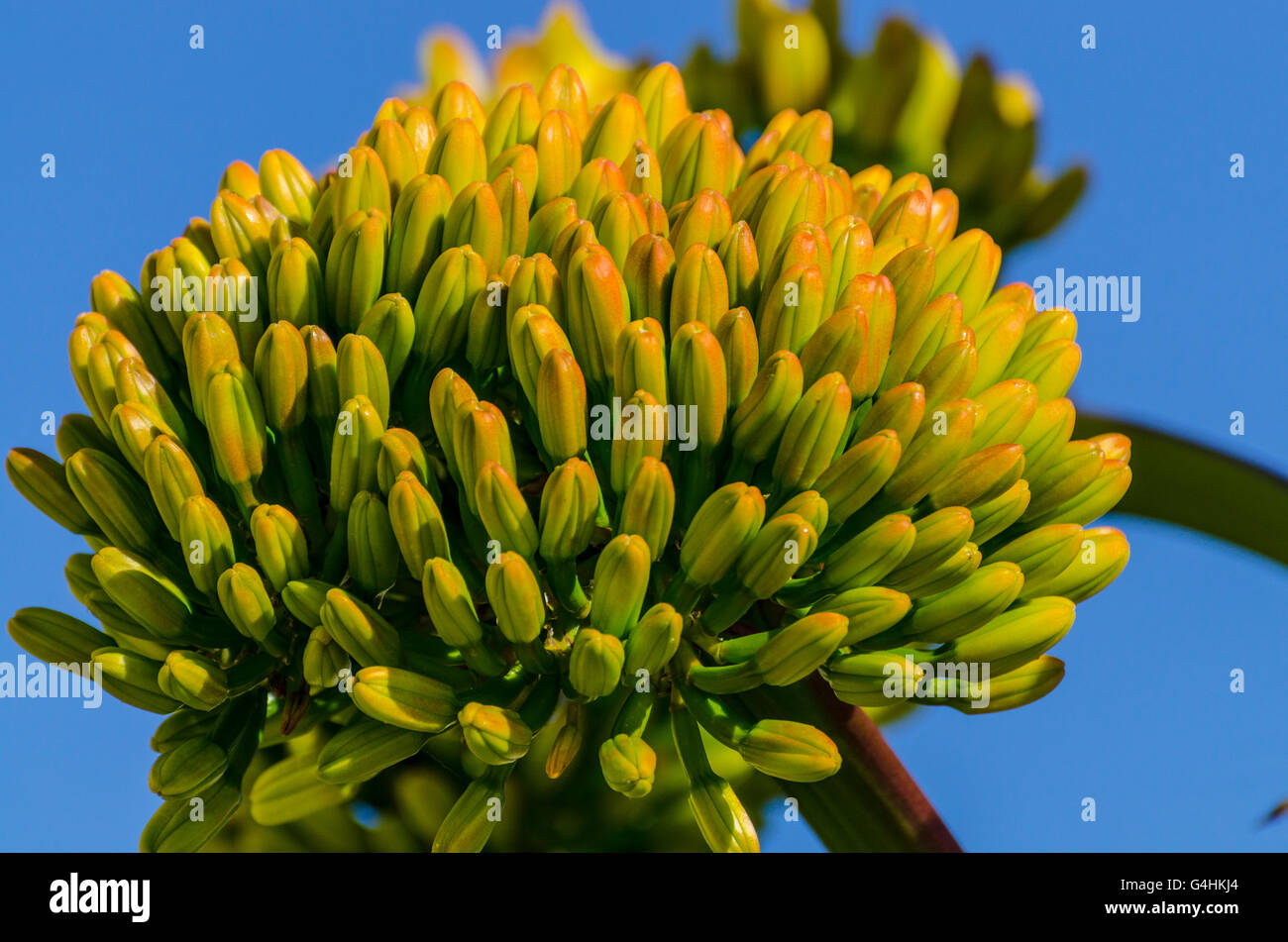 Eine blühende Agave Parryi Vielzahl Huachuchensis ursprünglich aus südlichen Arizona südlich nach Chihuahua Mexiko Stockfoto