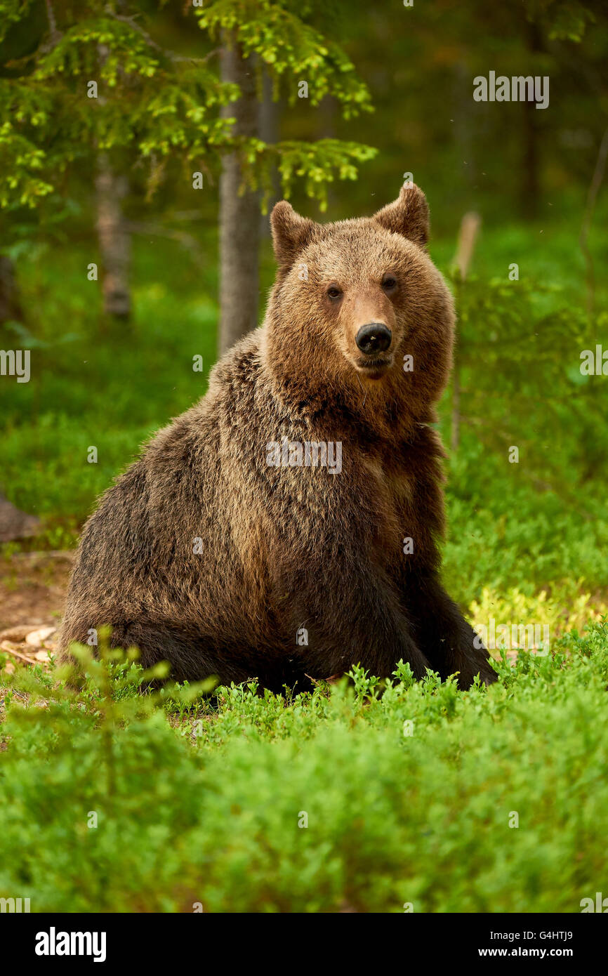 Wilde Braunbären sitzen mitten unter die Heidelbeeren in der Taiga aus Finnland Stockfoto