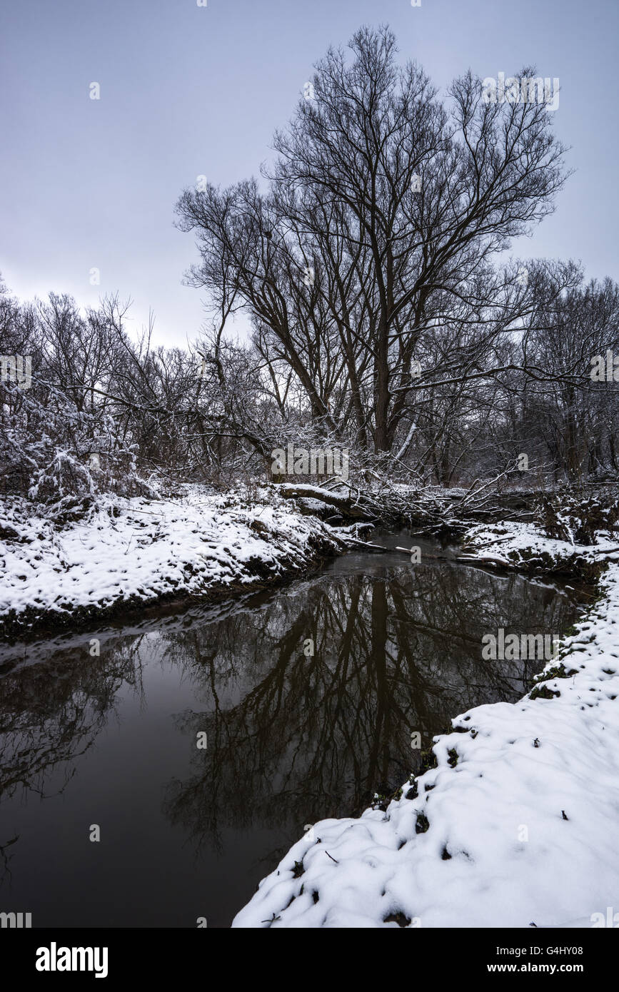 Baum, reflektiert in einem Bach im Winter. Verschneite Banken und Bewölkung. Kalte Atmosphäre. Stockfoto