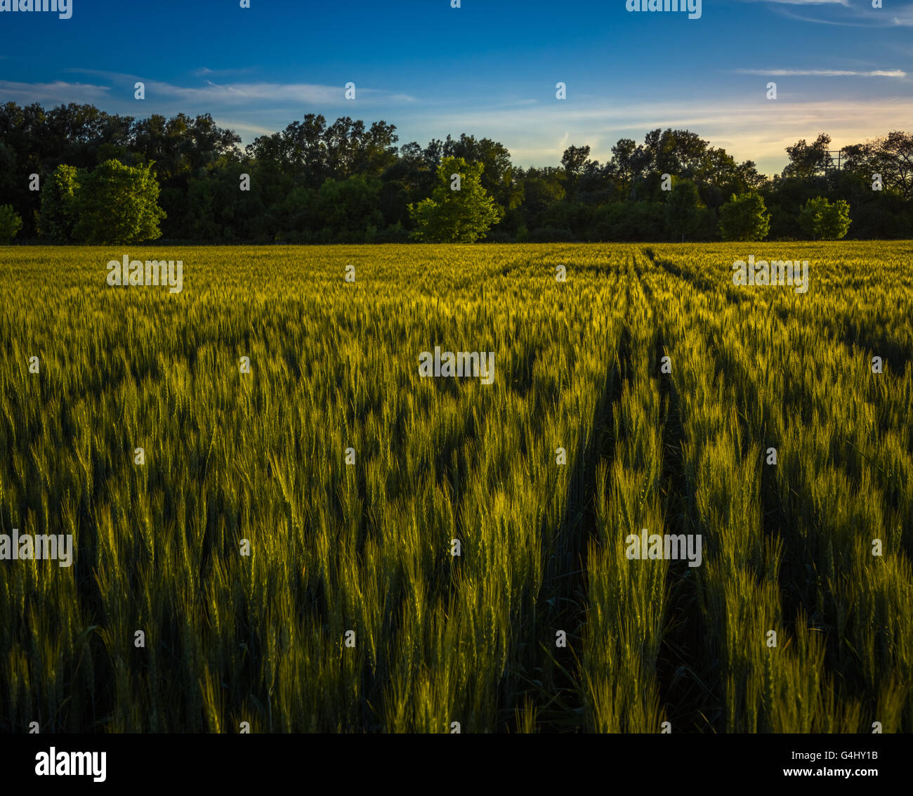 Weizenfeld bei Sonnenuntergang. Reihen von Weizen gehen in den Wald mit einem blauen Himmel. Stockfoto