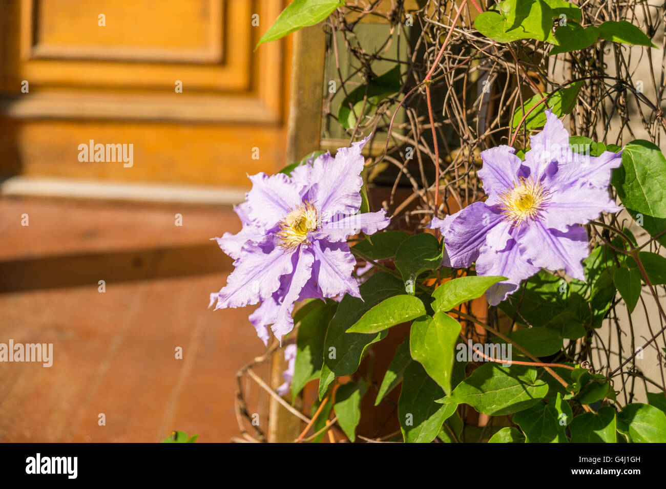 Rosa/lila Clematis blühen vor der Tür eines Hauses Stockfoto