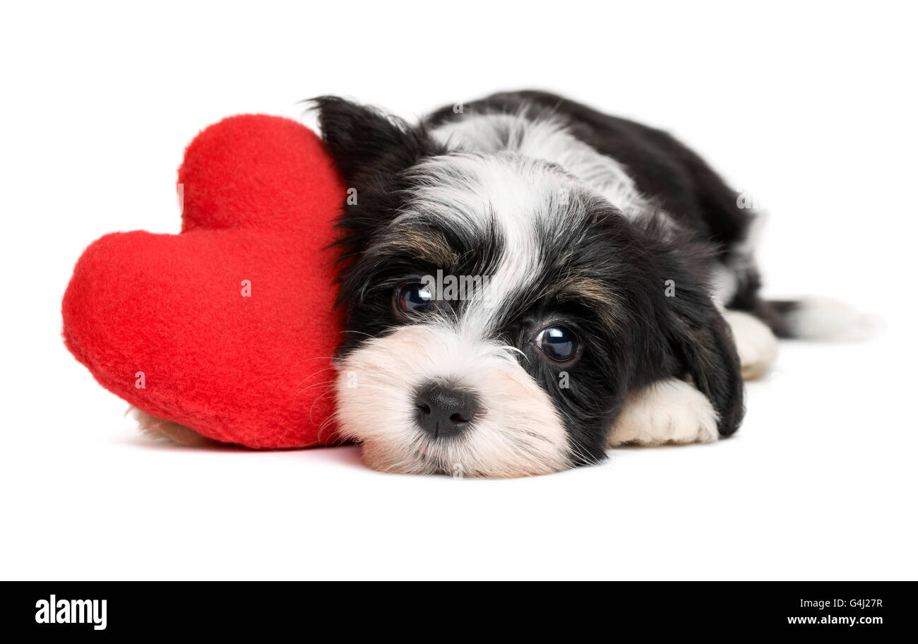 Süße Liebhaber Valentine Havaneser Welpe Hund mit einem roten Herzen Stockfoto