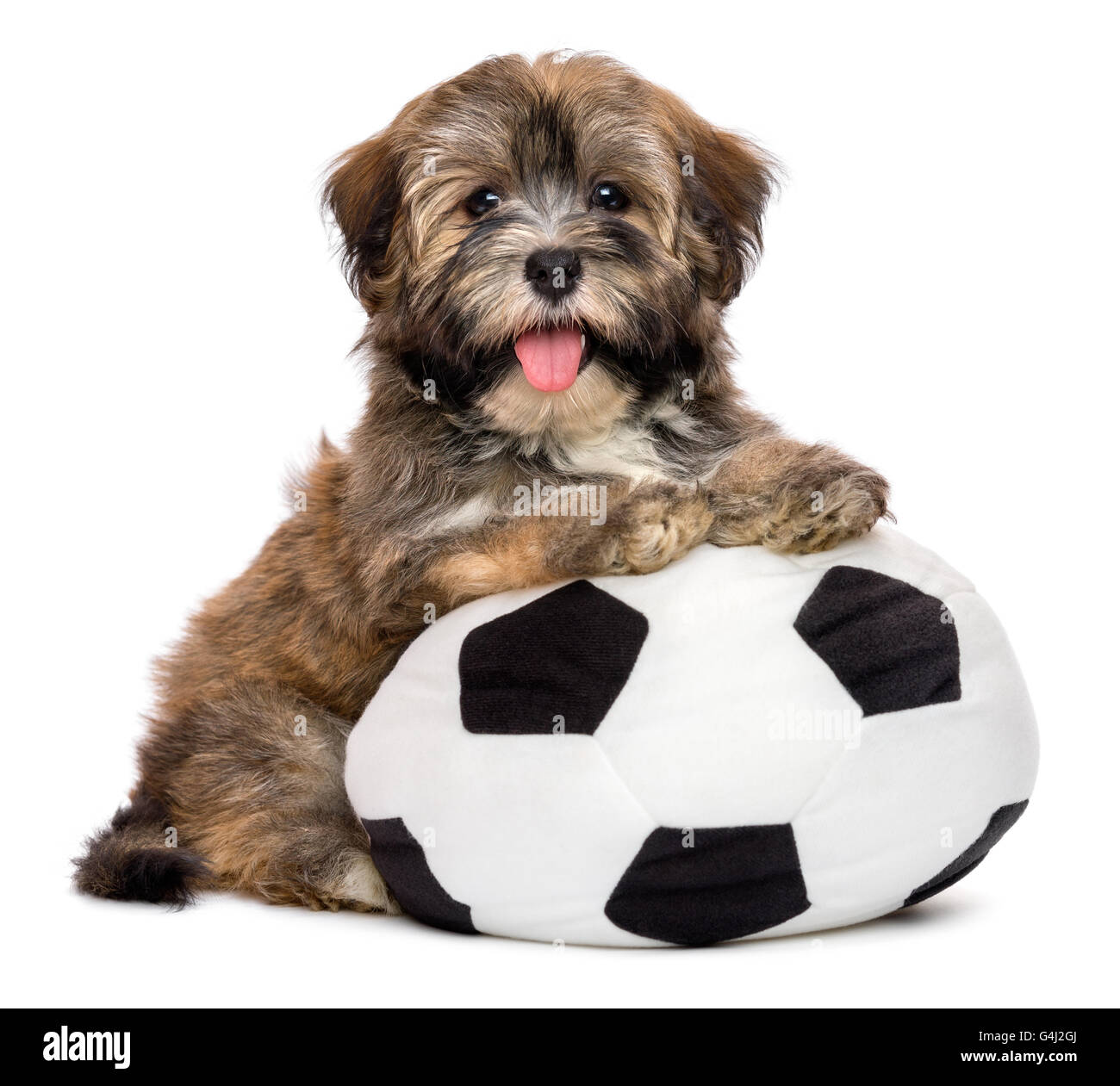 Niedlichen glücklich Havaneser Welpe Hund spielt mit einem Fußball Ball Spielzeug Stockfoto