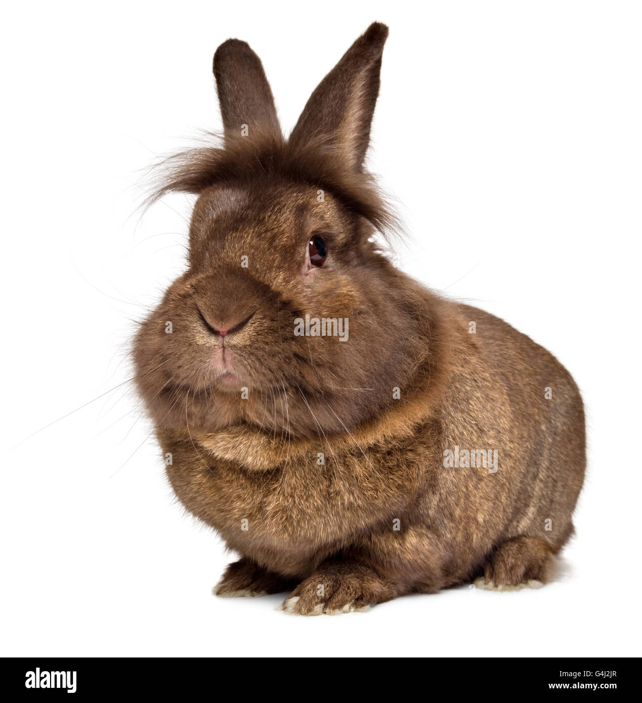 Lustige Großkopf Schokolade farbigen Löwenkopf Kaninchen Stockfoto