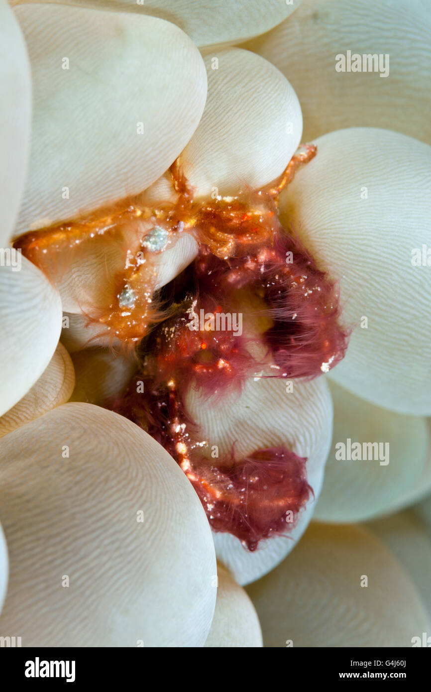 Paar von Orang Utan Krabbe in Bubble Coral, Achaeus Japonicus, Ambon, Molukken, Indonesien Stockfoto