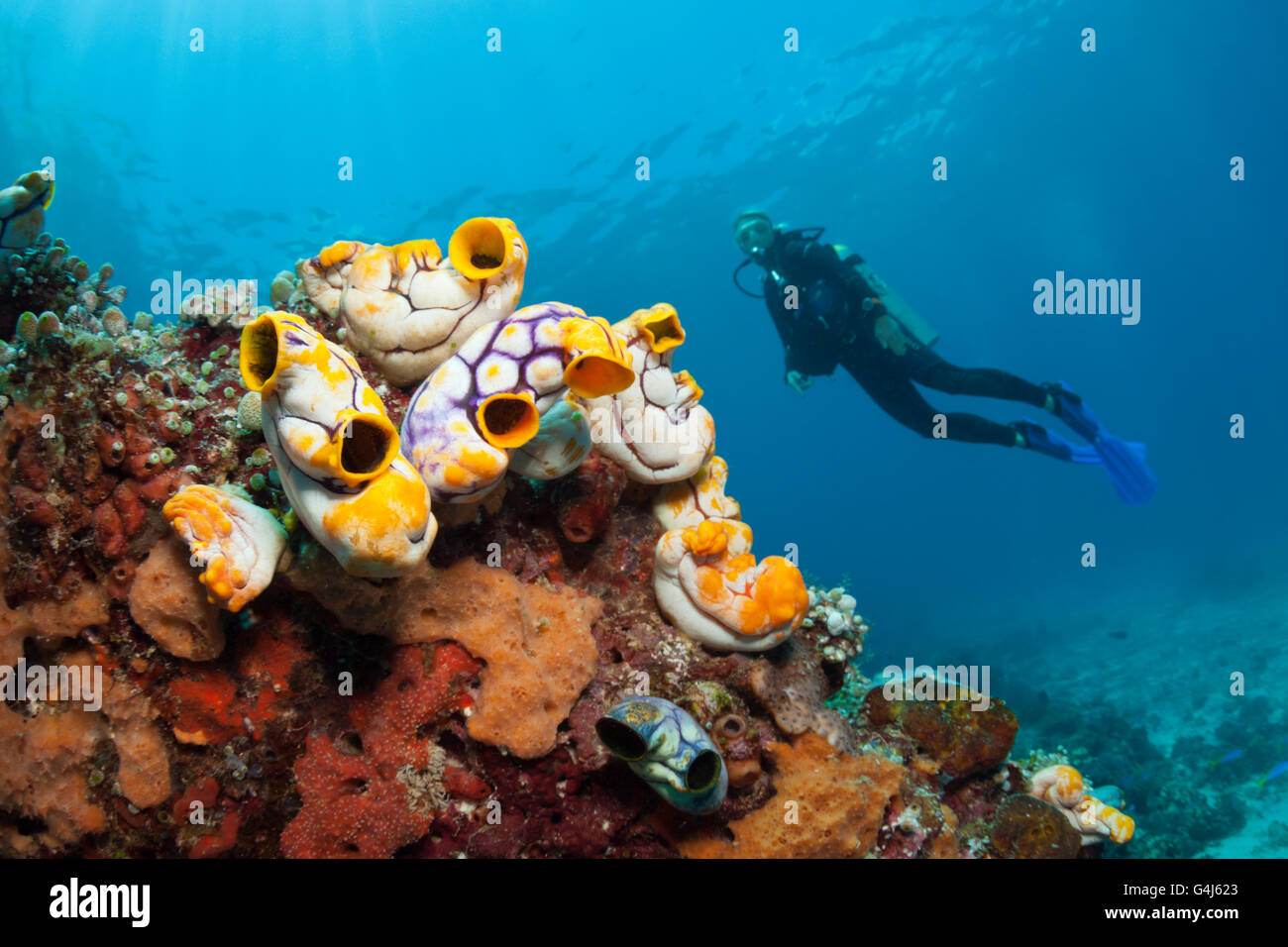 Golden Seescheiden und Taucher, Polycarpa Aurata, Ambon, Molukken, Indonesien Stockfoto