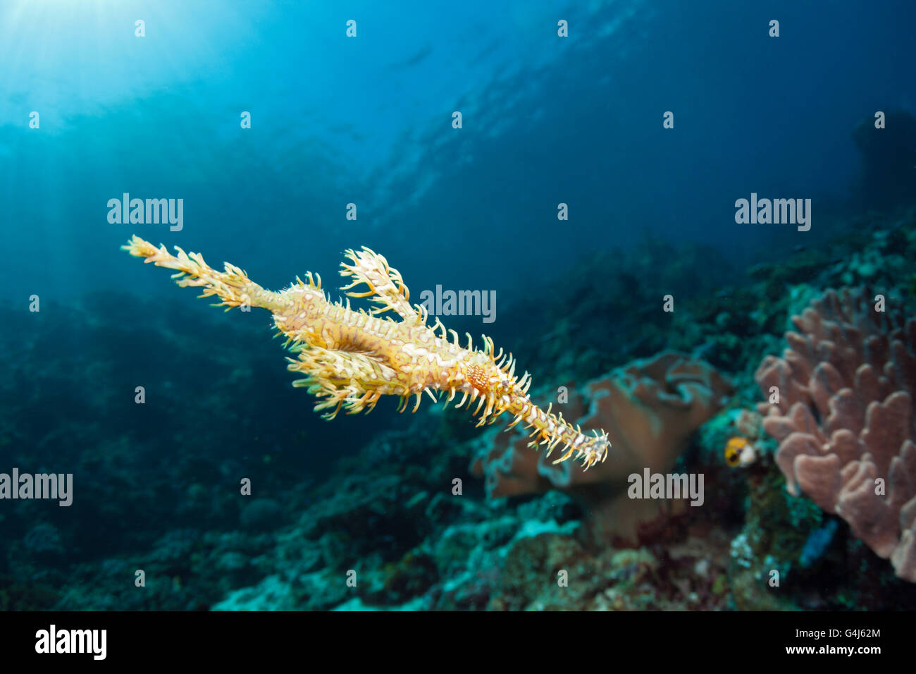 Harlekin-Geisterpfeifenfische, Solenostomus Paradoxus, Ambon, Molukken, Indonesien Stockfoto