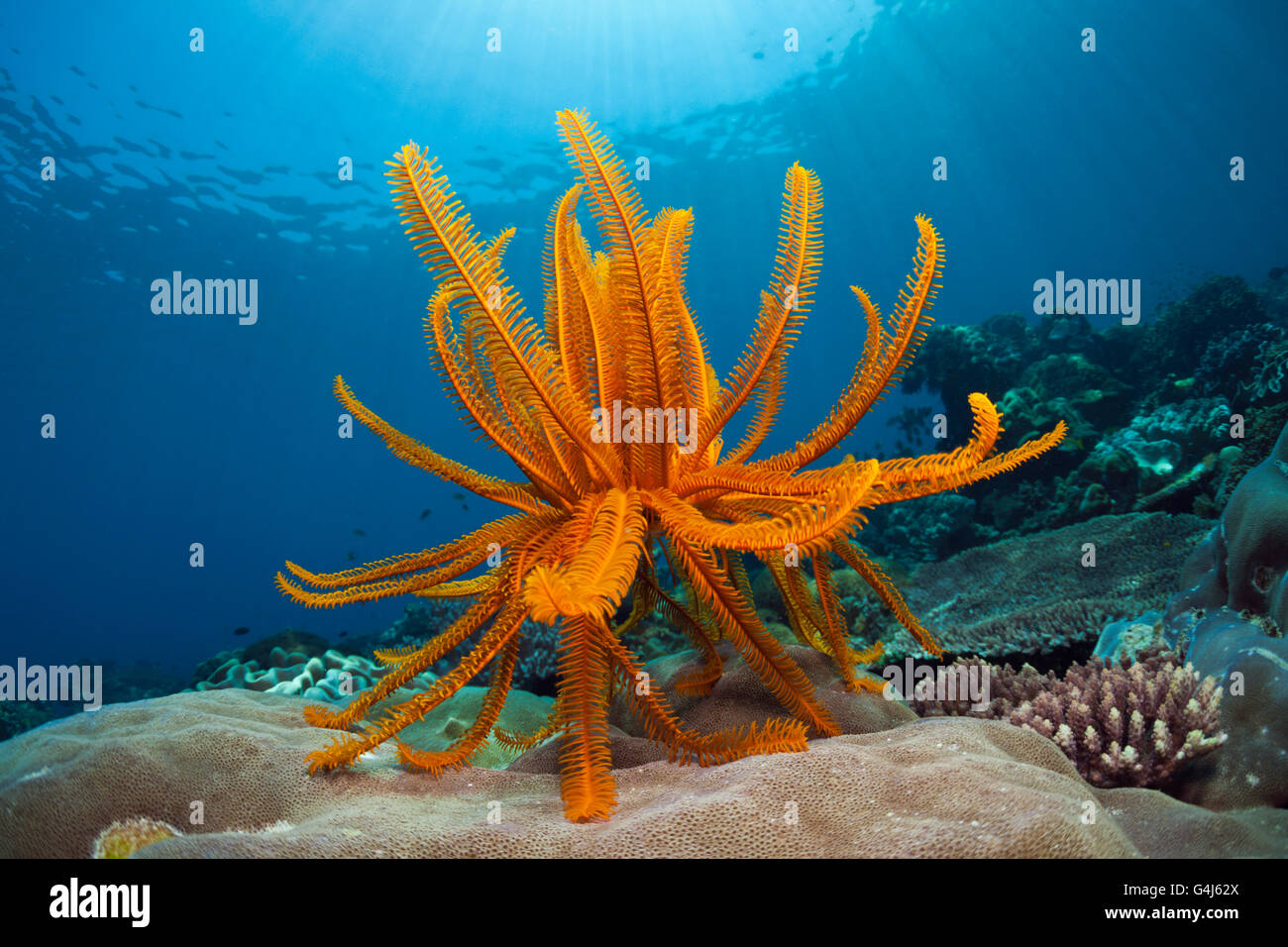 Peitschenkorallen im Korallenriff, Comanthina Schlegeli, Ambon, Molukken, Indonesien Stockfoto