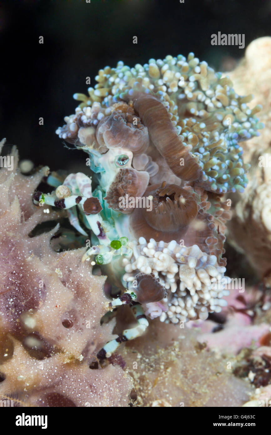Seespinnen bedeckt mit Anemonen, Cyclocoeloma Tuberculata, Ambon, Molukken, Indonesien Stockfoto