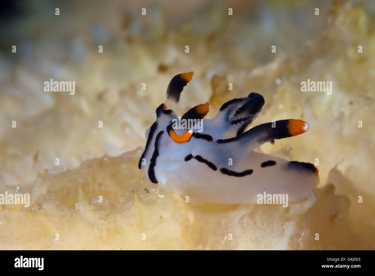 Neon Slug Nacktschnecken, Thecacera Picta, Ambon, Molukken, Indonesien Stockfoto