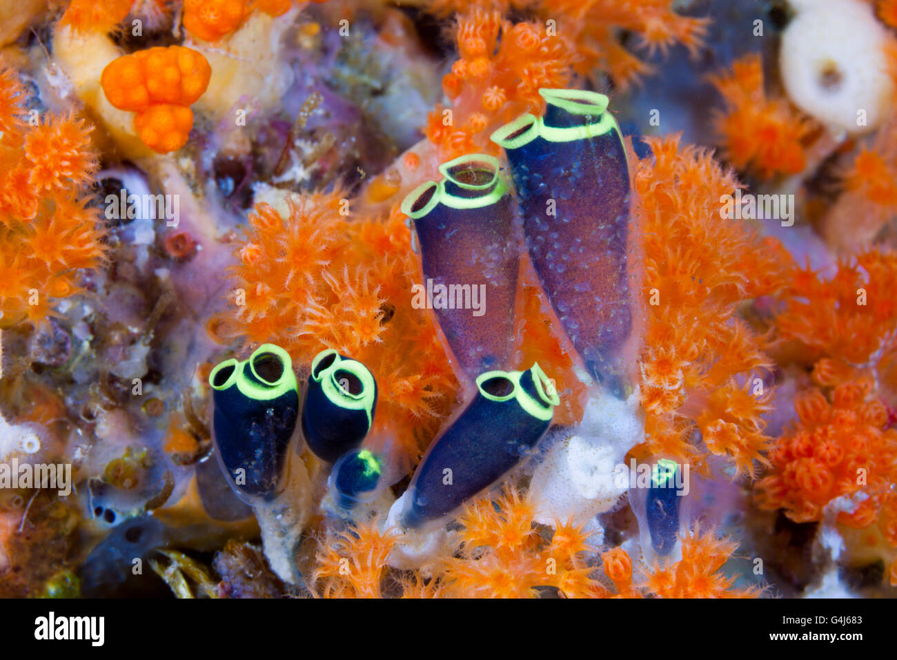 Seescheiden Kolonie, Clavelina Robusta, Ambon, Molukken, Indonesien Stockfoto